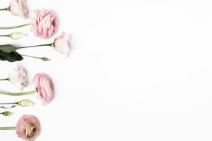 four pink flowers on the left side with solid white background